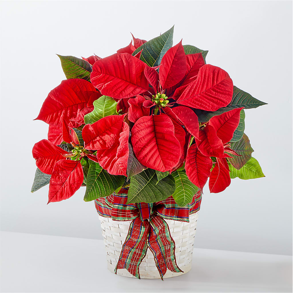 Happiest Holidays Poinsettia – Secret Garden By Leo, Chicago IL