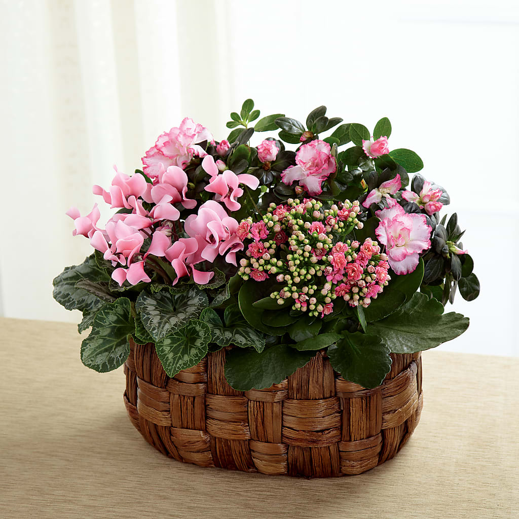Pink Assortment – Secret Garden By Leo, Chicago IL