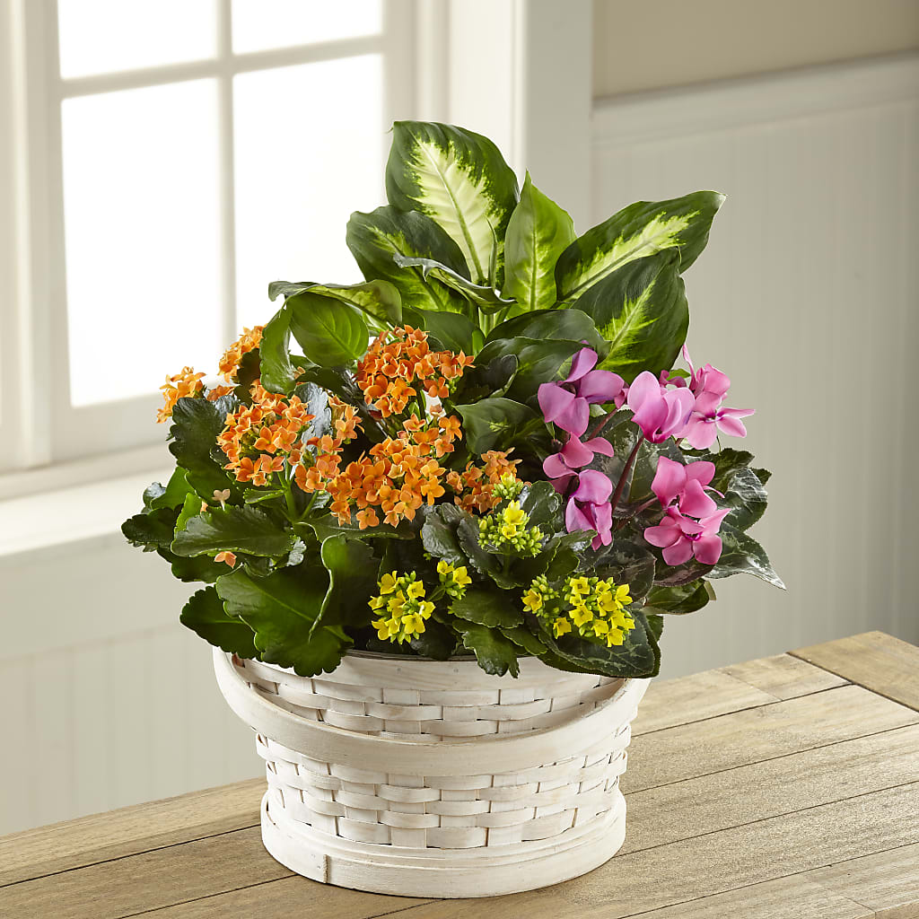 Color Crush Dishgarden – Secret Garden By Leo, Chicago IL