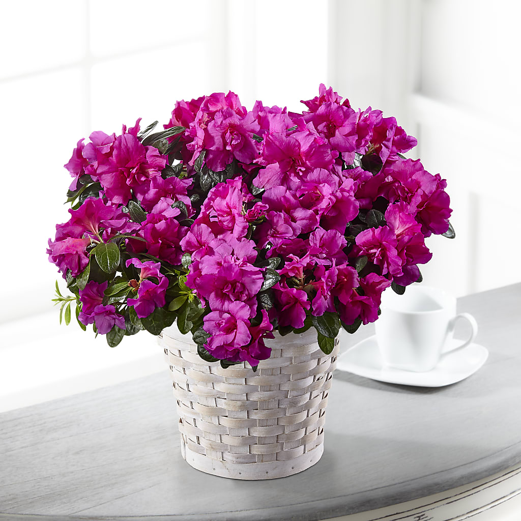 Hope & Serenity Azalea Plant – Secret Garden By Leo, Chicago IL