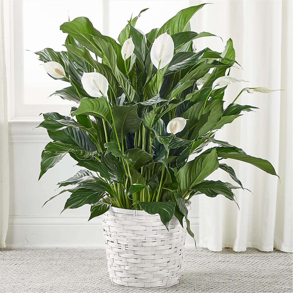 A New Leaf Peace Lily – Secret Garden By Leo, Chicago IL