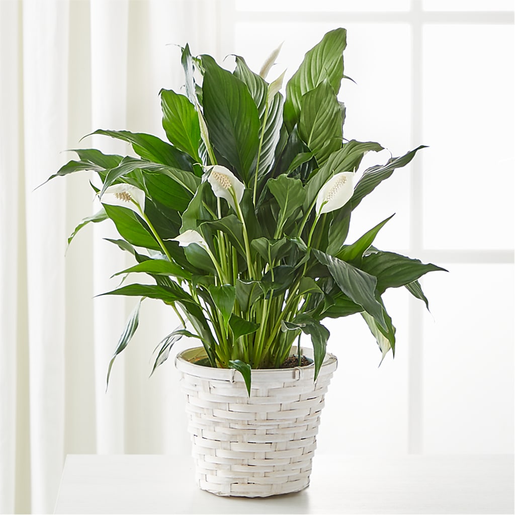 A New Leaf Peace Lily – Secret Garden By Leo, Chicago IL