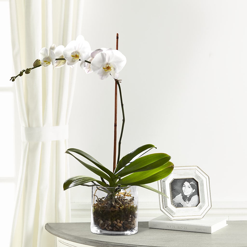 White Orchid Planter – Secret Garden By Leo, Chicago IL