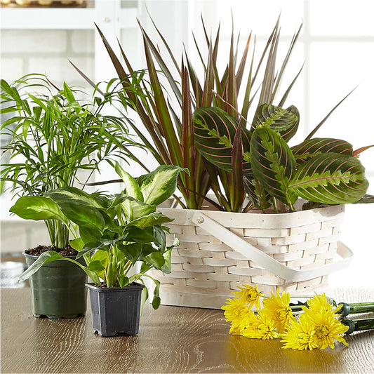 Florist Designed Blooming and Green Plants in a Basket –  Secret Garden By Leo, Chicago IL