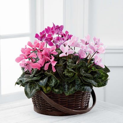 Mixed Cyclamen Planter –  Secret Garden By Leo, Chicago IL