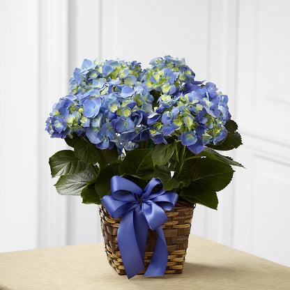 Blue Hydrangea Planter –  Secret Garden By Leo, Chicago IL
