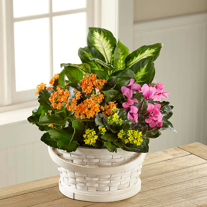 Color Crush Dishgarden –  Secret Garden By Leo, Chicago IL