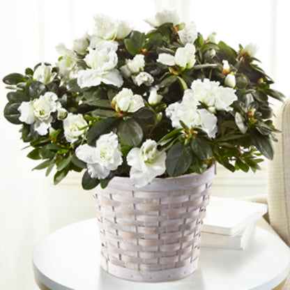 White Azalea Plant –  Secret Garden By Leo, Chicago IL