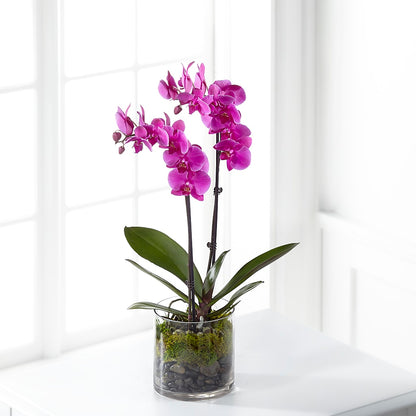 Pink Orchid Plant –  Secret Garden By Leo, Chicago IL