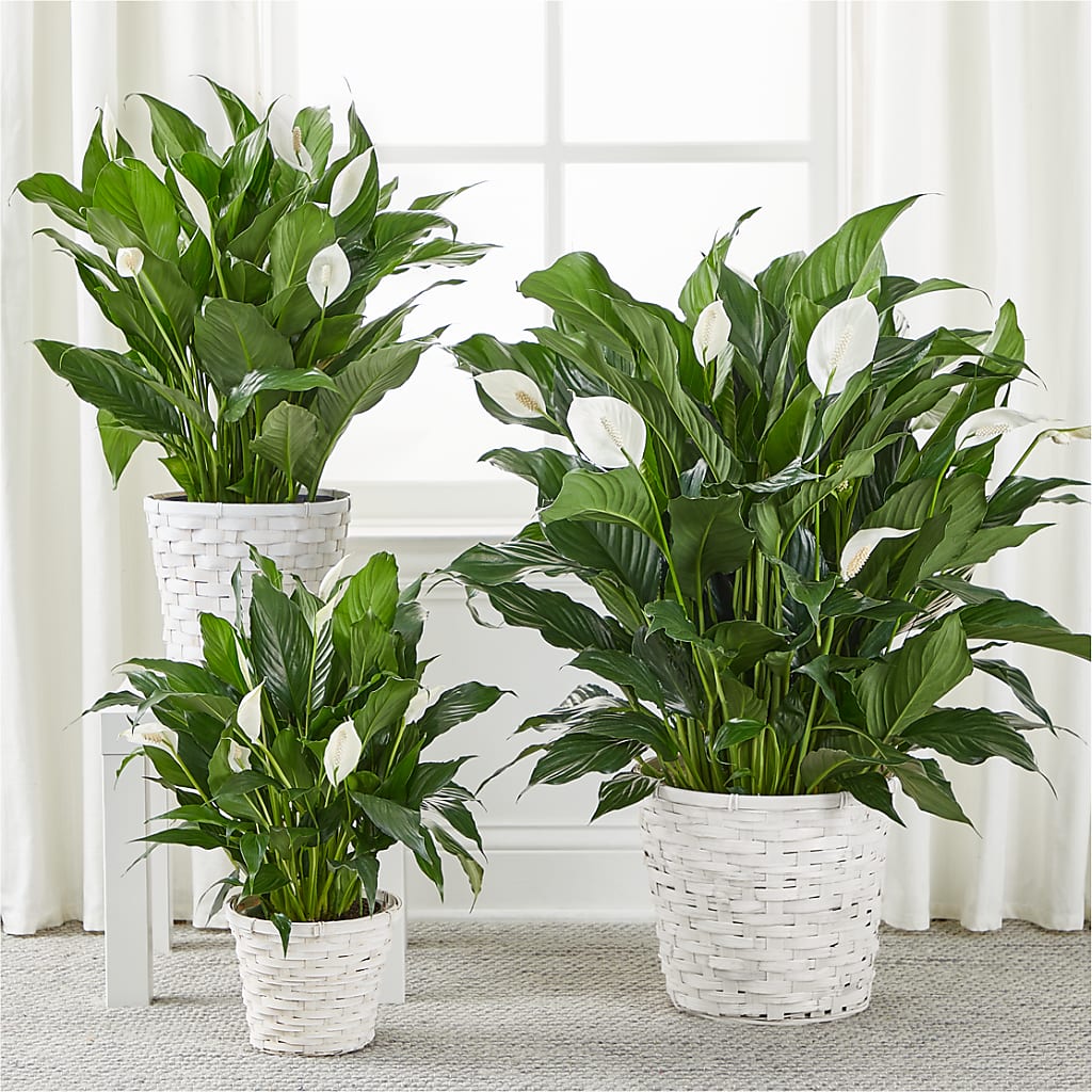 A New Leaf Peace Lily –  Secret Garden By Leo, Chicago IL