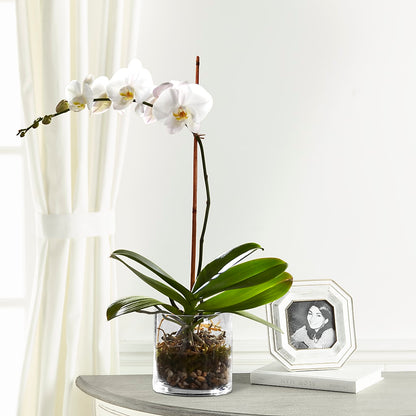White Orchid Planter –  Secret Garden By Leo, Chicago IL